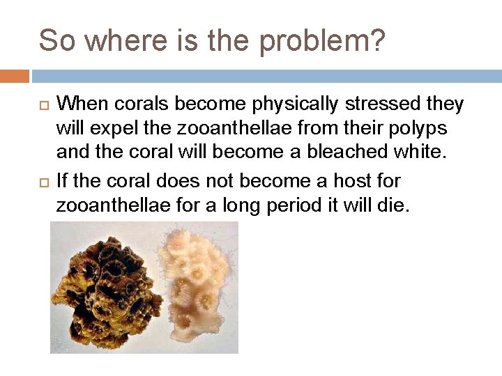 So where is the problem? When corals become physically stressed they will expel the