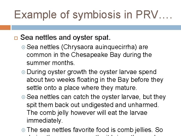 Example of symbiosis in PRV…. Sea nettles and oyster spat. Sea nettles (Chrysaora auinquecirrha)