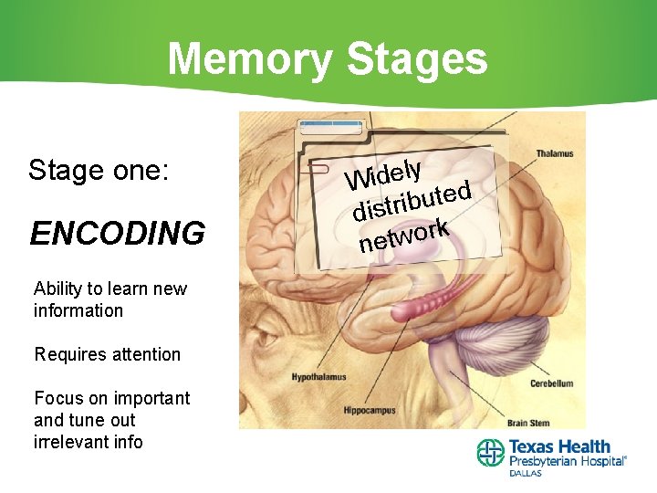 Memory Stages Stage one: ENCODING Ability to learn new information Requires attention Focus on