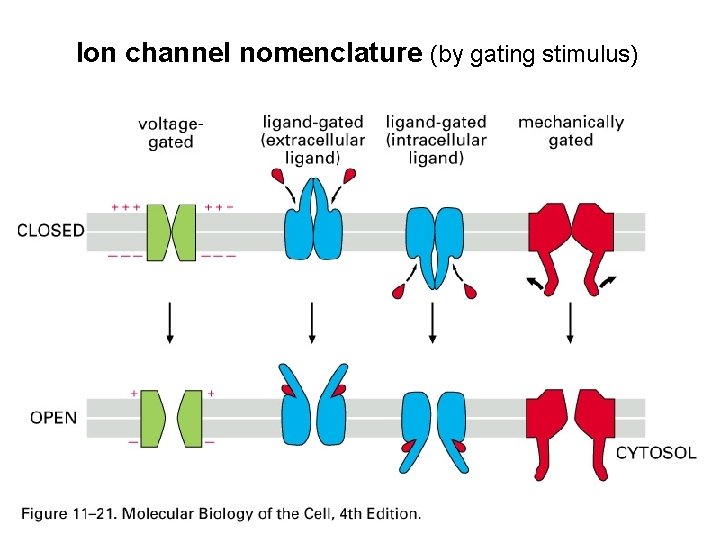 Ion channel nomenclature (by gating stimulus) 