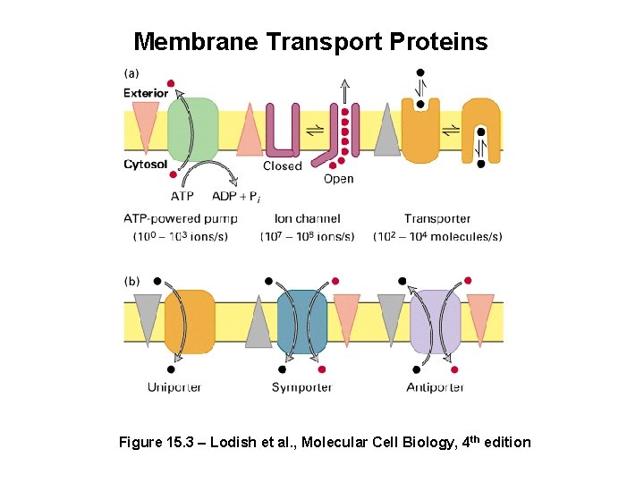 Membrane Transport Proteins Figure 15. 3 – Lodish et al. , Molecular Cell Biology,