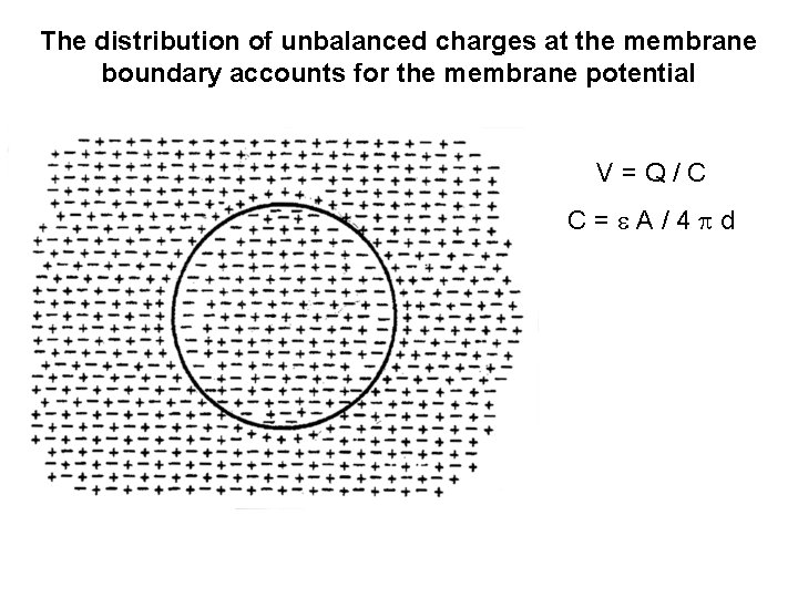 The distribution of unbalanced charges at the membrane boundary accounts for the membrane potential