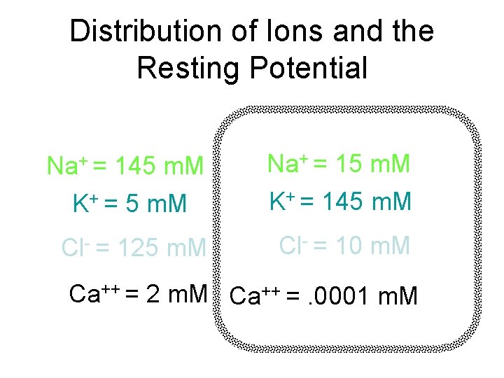 Distribution of Ions and the Resting Potential Na+ = 15 m. M K+ =