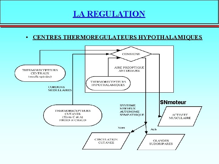 LA REGULATION • CENTRES THERMOREGULATEURS HYPOTHALAMIQUES SNmoteur 