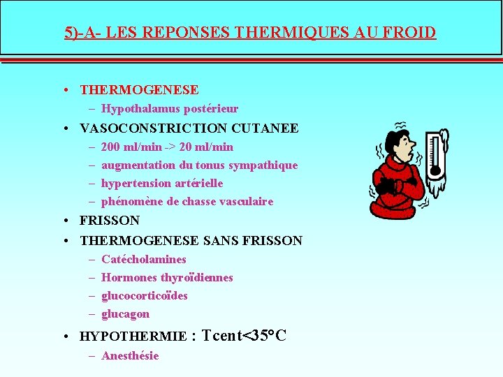 5)-A- LES REPONSES THERMIQUES AU FROID • THERMOGENESE – Hypothalamus postérieur • VASOCONSTRICTION CUTANEE