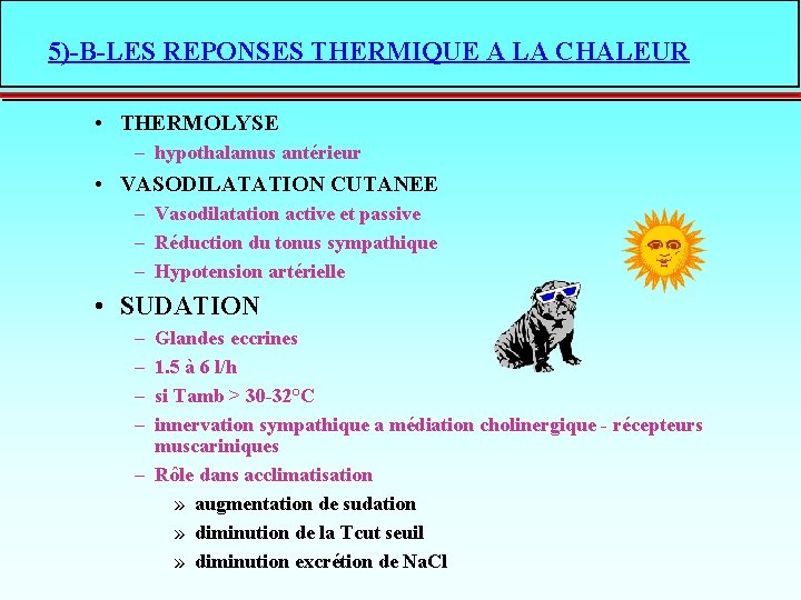 5)-B-LES REPONSES THERMIQUE A LA CHALEUR • THERMOLYSE – hypothalamus antérieur • VASODILATATION CUTANEE