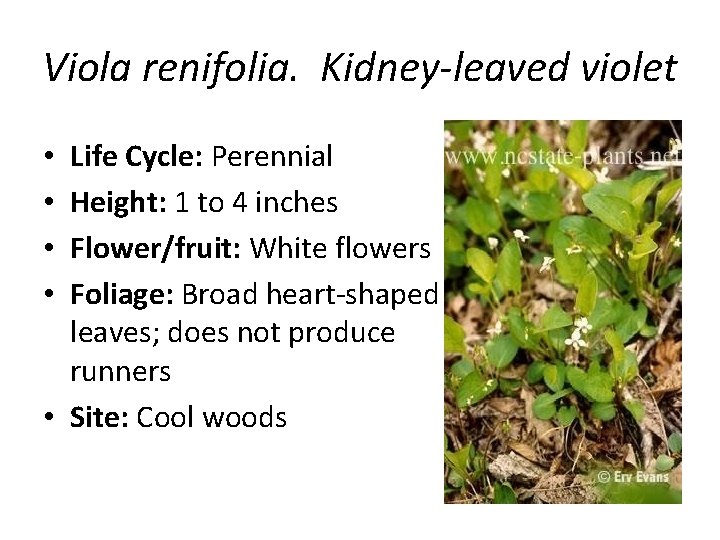 Viola renifolia. Kidney-leaved violet Life Cycle: Perennial Height: 1 to 4 inches Flower/fruit: White