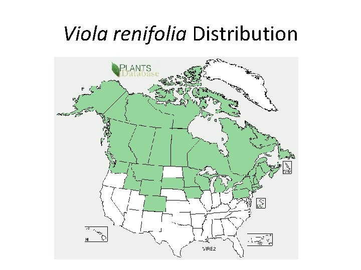 Viola renifolia Distribution 