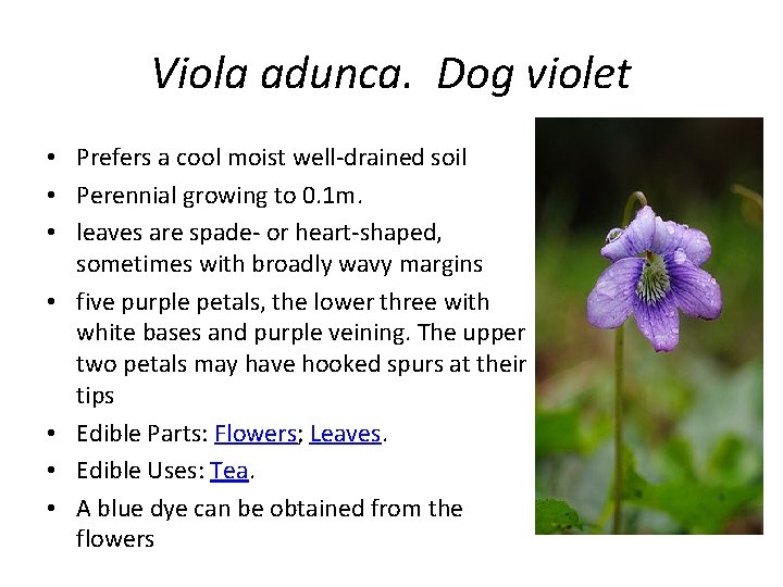 Viola adunca. Dog violet • Prefers a cool moist well-drained soil • Perennial growing