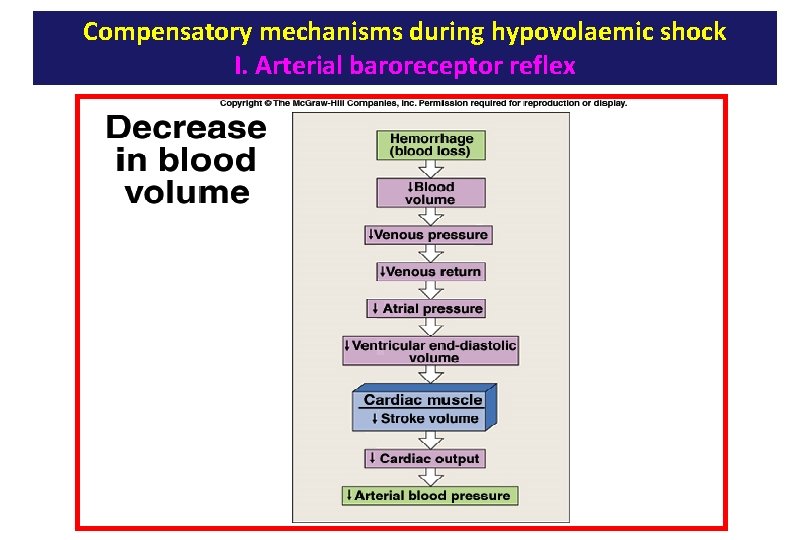 Compensatory mechanisms during hypovolaemic shock I. Arterial baroreceptor reflex 