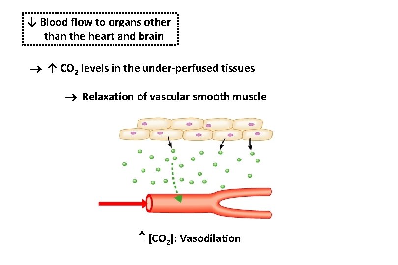 ↓ Blood flow to organs other than the heart and brain ↑ CO 2