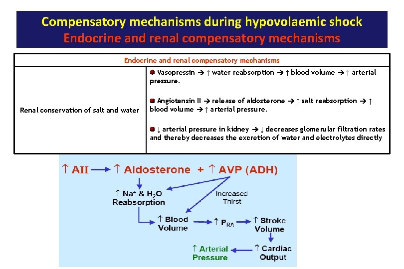 Compensatory mechanisms during hypovolaemic shock Endocrine and renal compensatory mechanisms Vasopressin ↑ water reabsorption