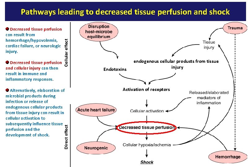 Pathways leading to decreased tissue perfusion and shock Decreased tissue perfusion can result from