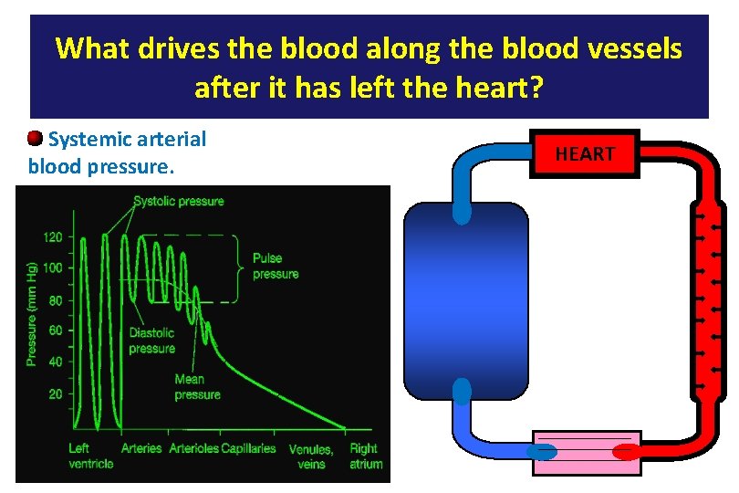 What drives the blood along the blood vessels after it has left the heart?