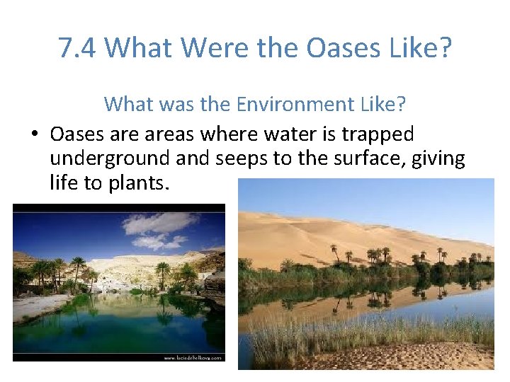 7. 4 What Were the Oases Like? What was the Environment Like? • Oases