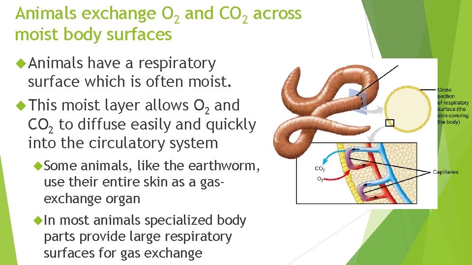 Animals exchange O 2 and CO 2 across moist body surfaces Animals have a