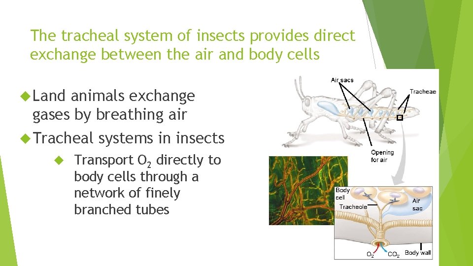 The tracheal system of insects provides direct exchange between the air and body cells The tracheal system of insects provides direct exchange between the air and body cells