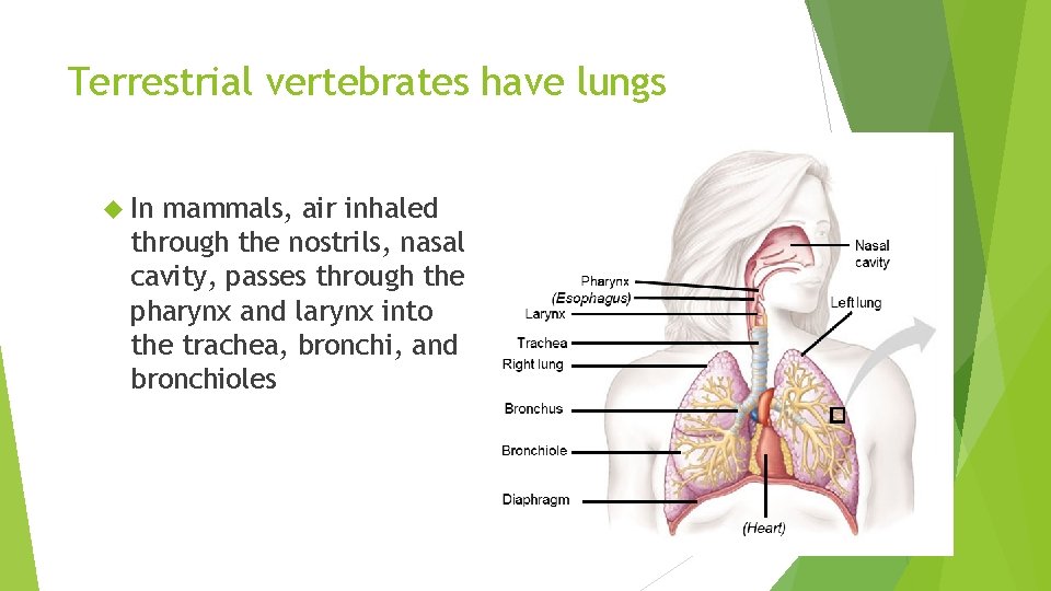 Terrestrial vertebrates have lungs In mammals, air inhaled through the nostrils, nasal cavity, passes Terrestrial vertebrates have lungs In mammals, air inhaled through the nostrils, nasal cavity, passes