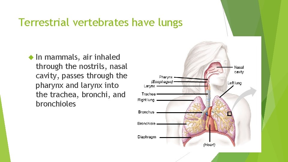 Terrestrial vertebrates have lungs In mammals, air inhaled through the nostrils, nasal cavity, passes