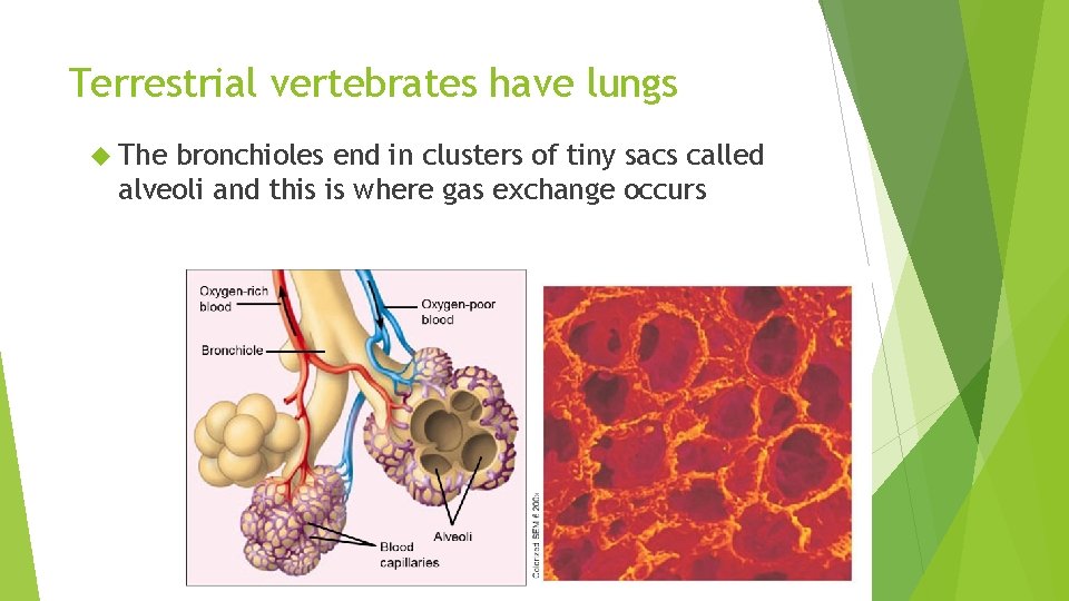 Terrestrial vertebrates have lungs The bronchioles end in clusters of tiny sacs called alveoli Terrestrial vertebrates have lungs The bronchioles end in clusters of tiny sacs called alveoli