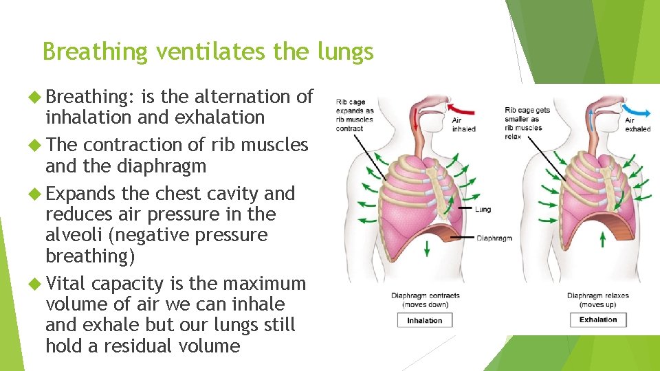 Breathing ventilates the lungs Breathing: is the alternation of inhalation and exhalation The contraction Breathing ventilates the lungs Breathing: is the alternation of inhalation and exhalation The contraction