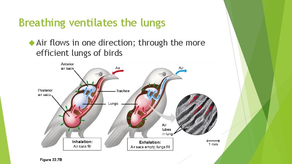 Breathing ventilates the lungs Air flows in one direction; through the more efficient lungs