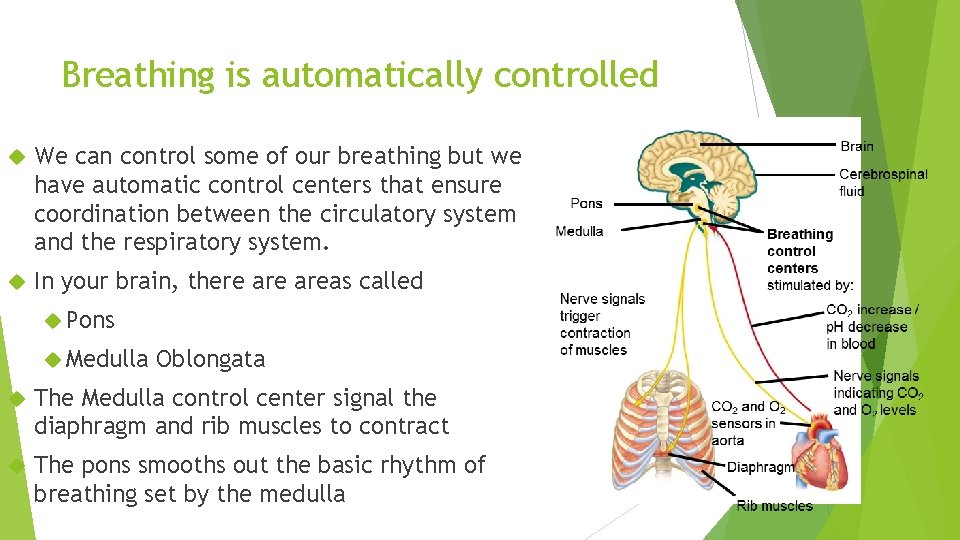 Breathing is automatically controlled We can control some of our breathing but we have Breathing is automatically controlled We can control some of our breathing but we have