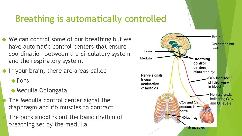 Breathing is automatically controlled We can control some of our breathing but we have