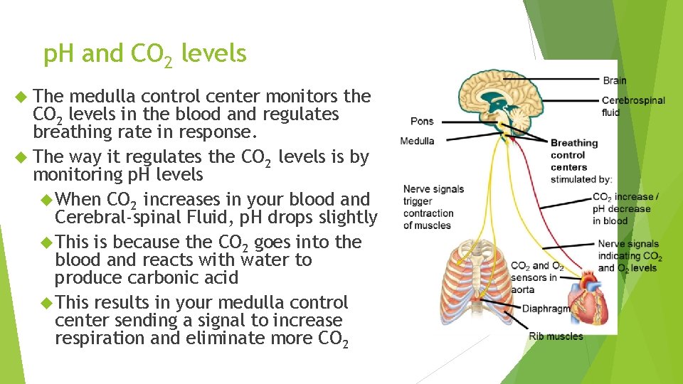 p. H and CO 2 levels The medulla control center monitors the CO 2