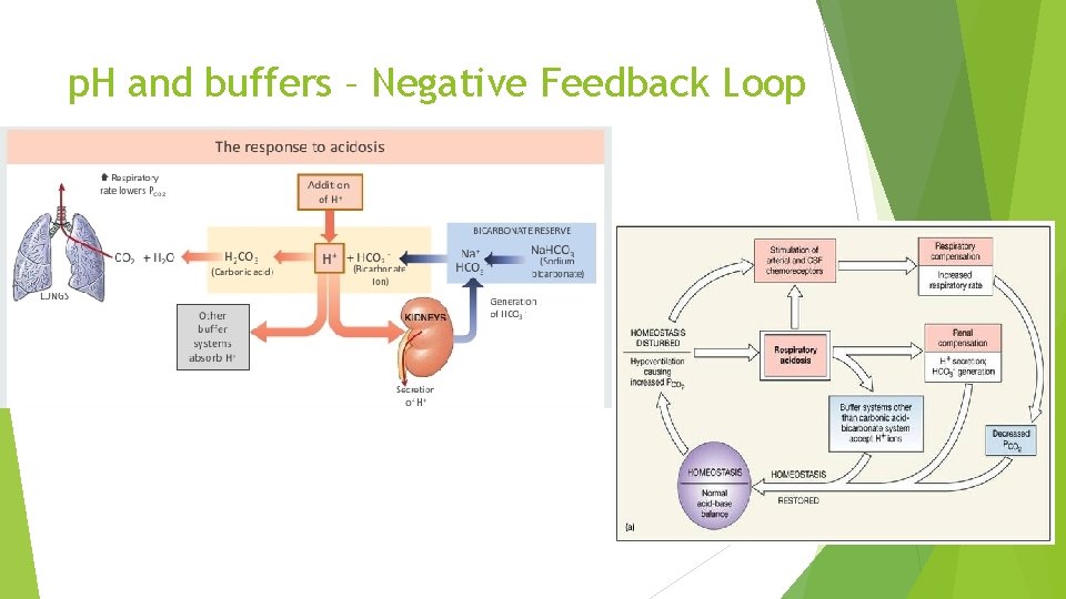 p. H and buffers – Negative Feedback Loop 