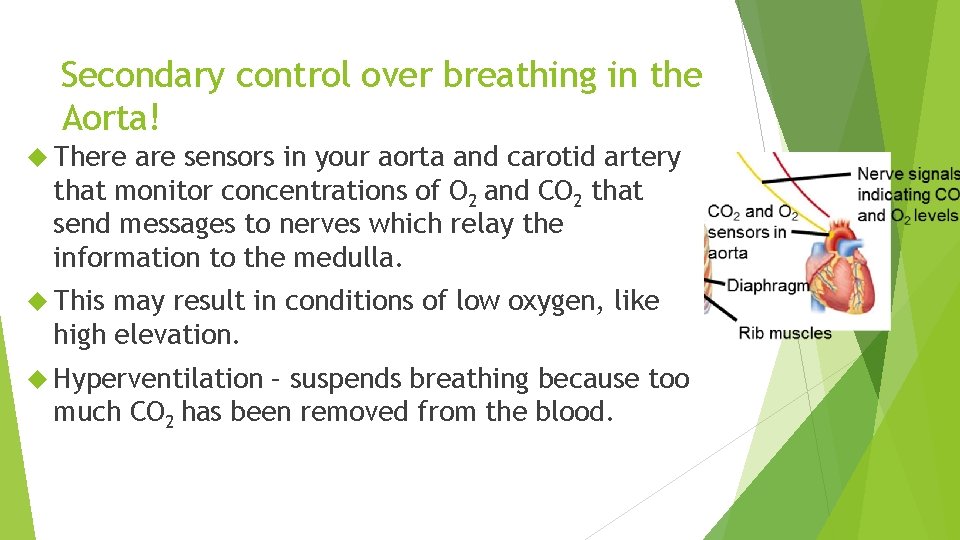 Secondary control over breathing in the Aorta! There are sensors in your aorta and Secondary control over breathing in the Aorta! There are sensors in your aorta and
