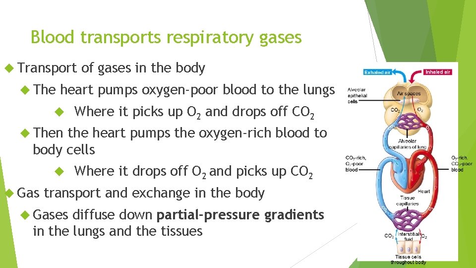 Blood transports respiratory gases Transport The of gases in the body heart pumps oxygen-poor