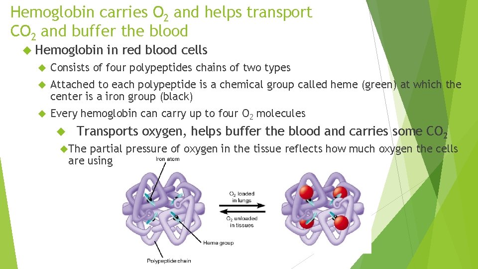 Hemoglobin carries O 2 and helps transport CO 2 and buffer the blood Hemoglobin