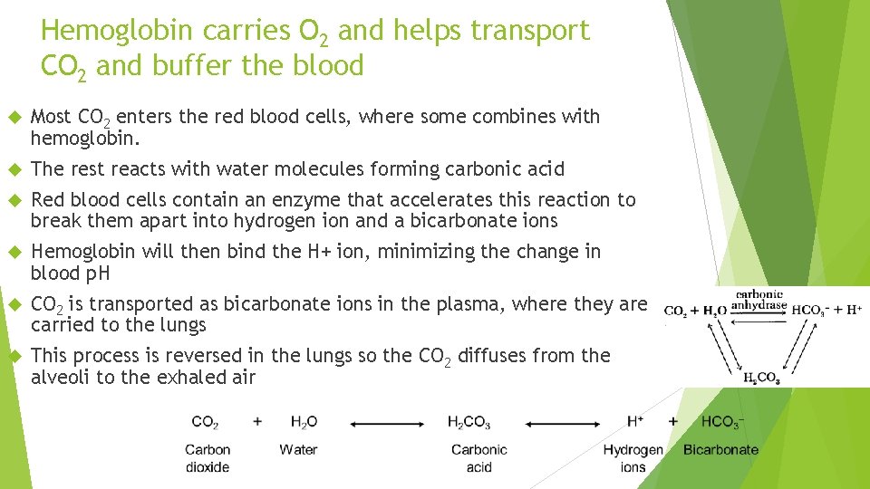 Hemoglobin carries O 2 and helps transport CO 2 and buffer the blood Most