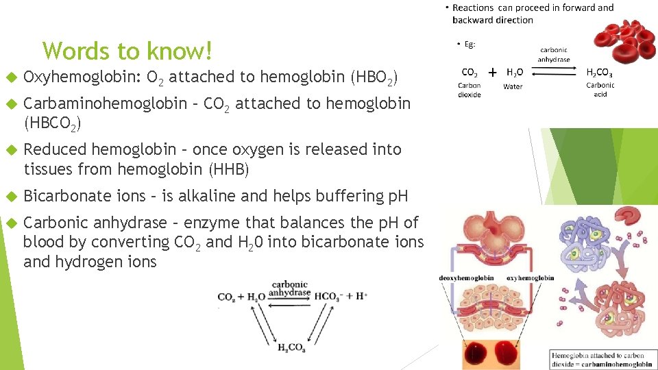 Words to know! Oxyhemoglobin: O 2 attached to hemoglobin (HBO 2) Carbaminohemoglobin – CO