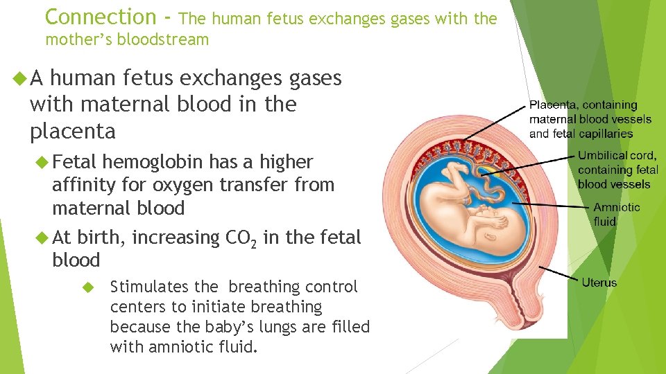 Connection - The human fetus exchanges gases with the mother’s bloodstream A human fetus