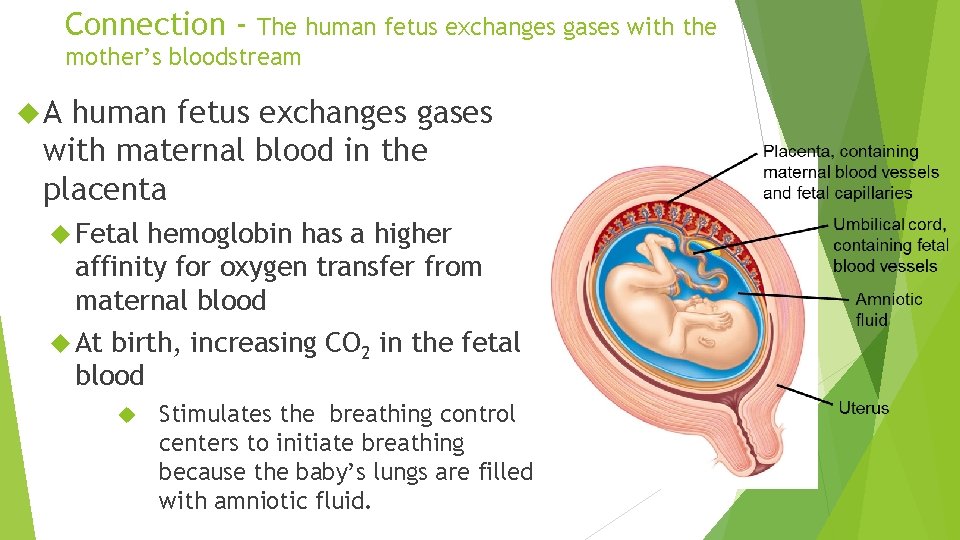Connection - The human fetus exchanges gases with the mother’s bloodstream A human fetus Connection - The human fetus exchanges gases with the mother’s bloodstream A human fetus