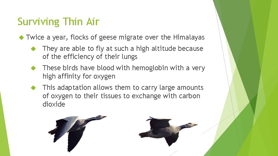 Surviving Thin Air Twice a year, flocks of geese migrate over the Himalayas They