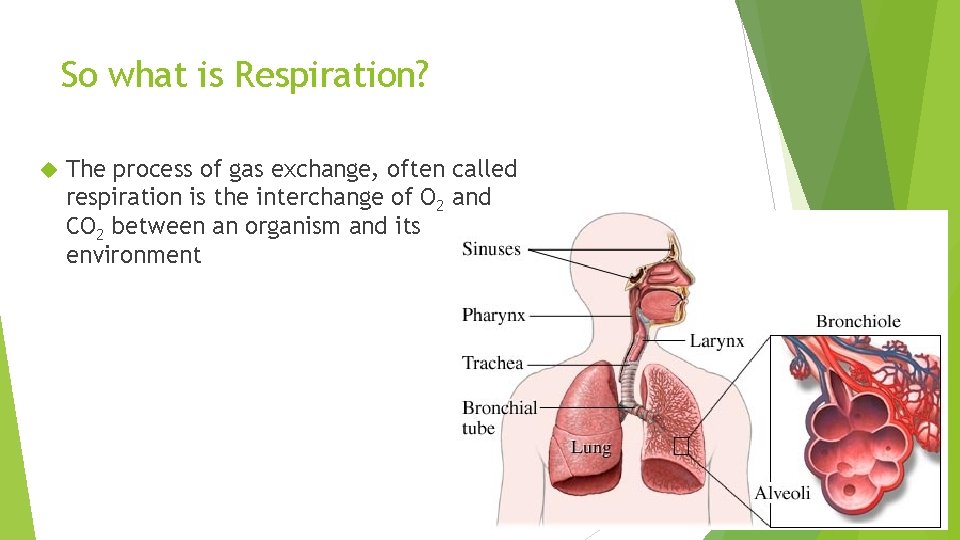 So what is Respiration? The process of gas exchange, often called respiration is the