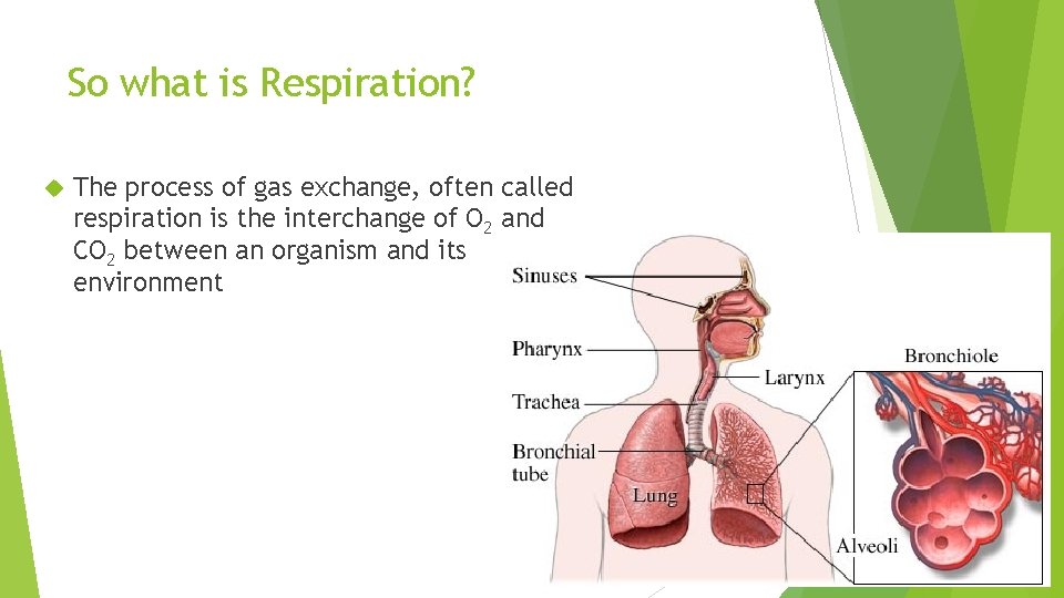 So what is Respiration? The process of gas exchange, often called respiration is the So what is Respiration? The process of gas exchange, often called respiration is the