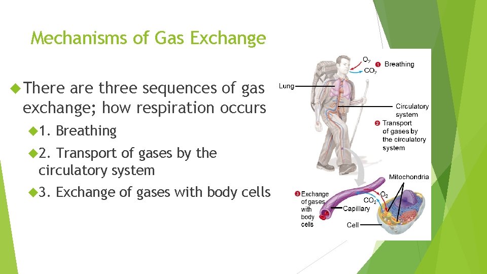 Mechanisms of Gas Exchange There are three sequences of gas exchange; how respiration occurs