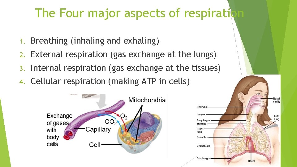 The Four major aspects of respiration 1. Breathing (inhaling and exhaling) 2. External respiration