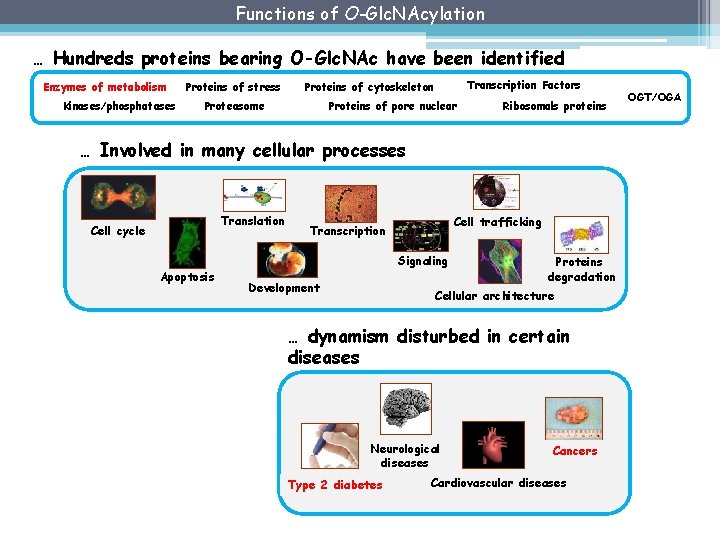 Functions of O-Glc. NAcylation … Hundreds proteins bearing O-Glc. NAc have been identified Enzymes