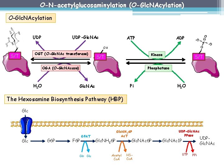 O-N-acetylglucosaminylation (O-Glc. NAcylation) O-Glc. NAcylation UDP-Glc. NAc ATP ADP OH OGT (O-Glc. NAc transferase)