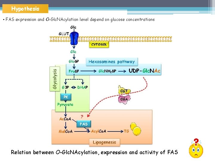 Hypothesis • FAS expression and O-Glc. NAcylation level depend on glucose concentrations Relation between