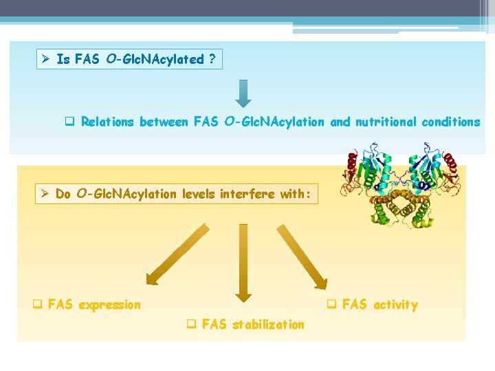 Ø Is FAS O-Glc. NAcylated ? q Relations between FAS O-Glc. NAcylation and nutritional