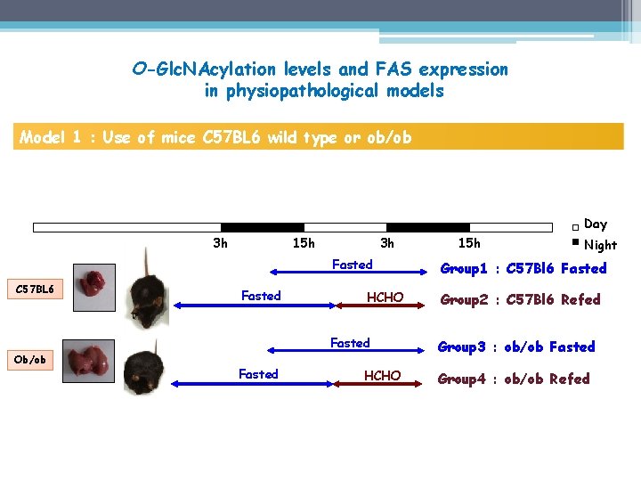 O-Glc. NAcylation levels and FAS expression in physiopathological models Model 1 : Use of