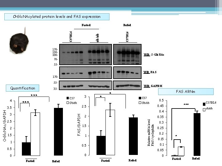 O-Glc. NAcylated protein levels and FAS expression C 57 BL 6 Refed ob/ob C