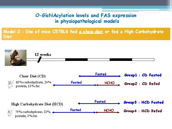 O-Glc. NAcylation levels and FAS expression in physiopathological models Model 2 : Use of