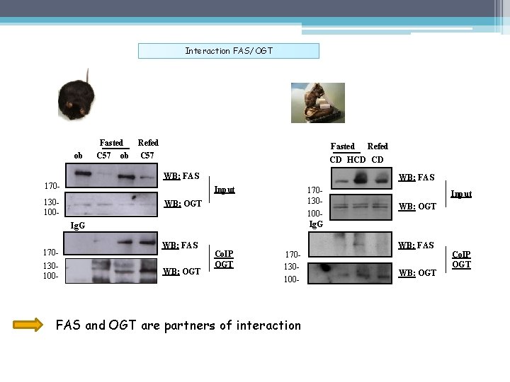 Interaction FAS/OGT Fasted ob C 57 ob Refed Fasted C 57 CD HCD CD